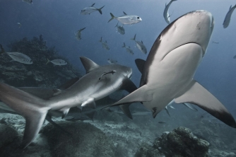 Roatan Shark Dive – Waihuka 